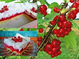 Porzeczkowy smak lata